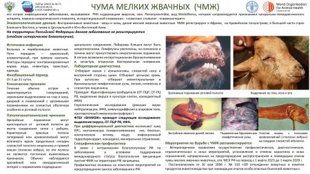 МЕРОПРИЯТИЯ ПО ПРОФИЛАКТИКЕ ЧУМЫ МЕЛКИХ ЖВАЧНЫХ ЖИВОТНЫХ
